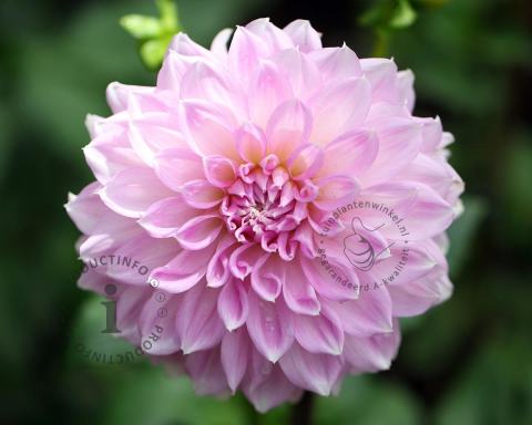 Foto van Dahlia ‘Sweet Love’
