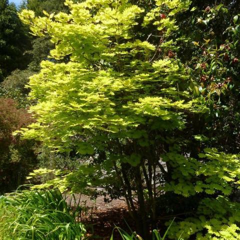 Foto van Acer 'Aureum'