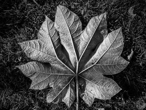 Foto van Rijstpapierplant