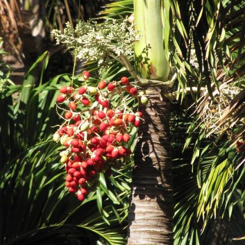 Foto van Manilla-palm