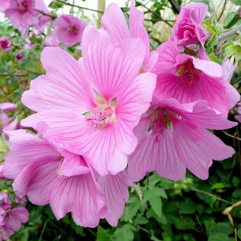 Foto van Struikmalva ‘Rosea’