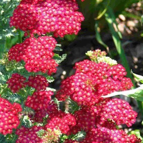 Foto van Achillea 'Paprika'
