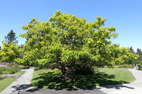 Foto van Catalpa 'Aurea'
