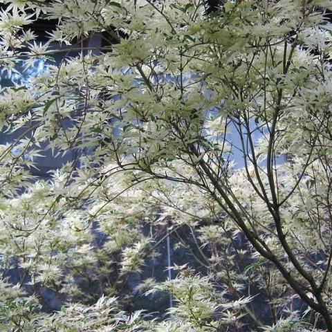 Foto van Acer 'Butterfly'