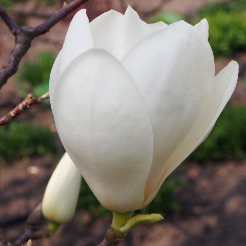 Foto van Beverboom ‘Lennei’