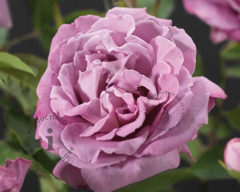 Foto van Grootbloemige trosroos ‘Waltz Time’