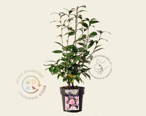Foto van Camelia ‘Spring Festival’