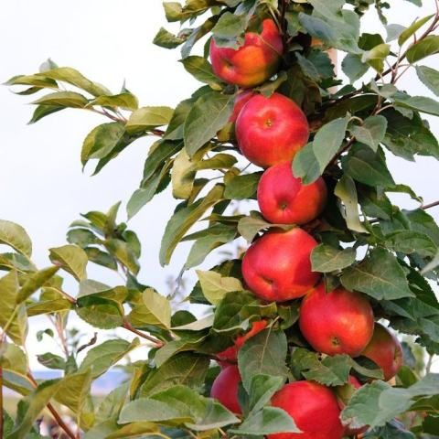 Foto van Malus 'Honeycrisp'