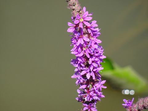 Foto van Lythrum 'onbruikbaar'