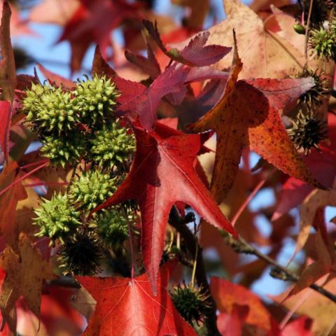 Foto van Liquidambar 'Worplesdon'