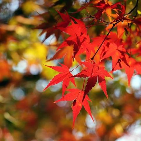 Foto van Acer 'Oregon Sunset'