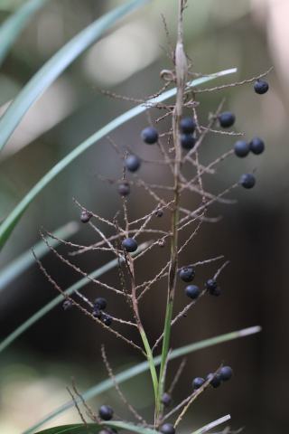 Foto van Dwergpalmetto