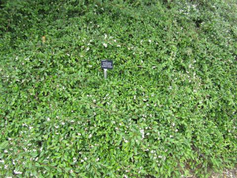 Foto van Wilgbladige cotoneaster