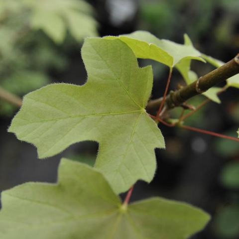 Foto van Acer 'Mocha Rose'