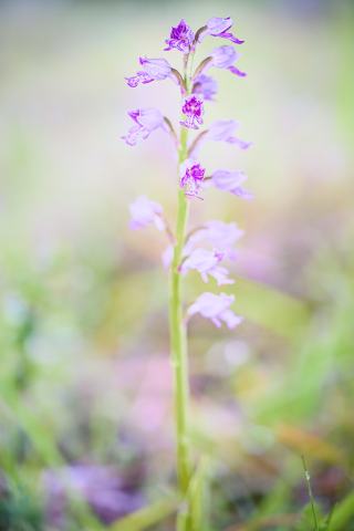 Foto van Soldaatje