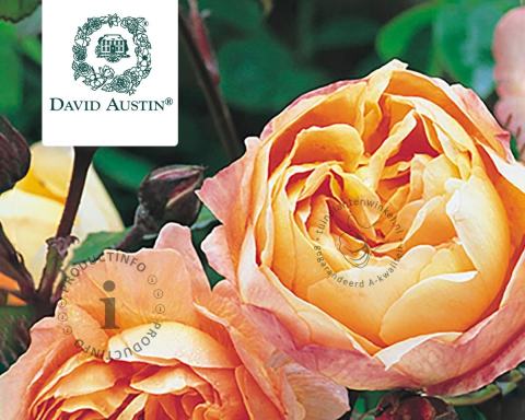 Foto van Engelse roos ‘Lady Emma Hamilton’