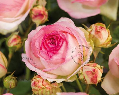 Foto van Grootbloemige roos ‘Eden Rose’
