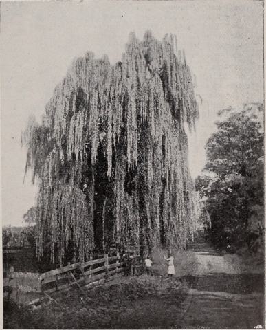 Foto van Quercus 'Pendula'