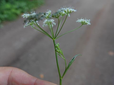Foto van Kleine bevernel