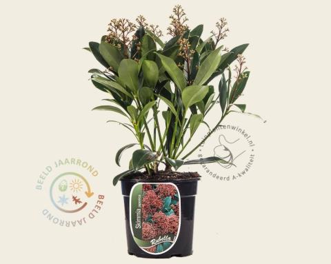 Foto van Skimmia (Mannelijk) ‘Rubella’