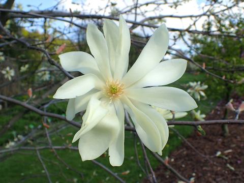 Foto van Magnolia 'Gold Star'