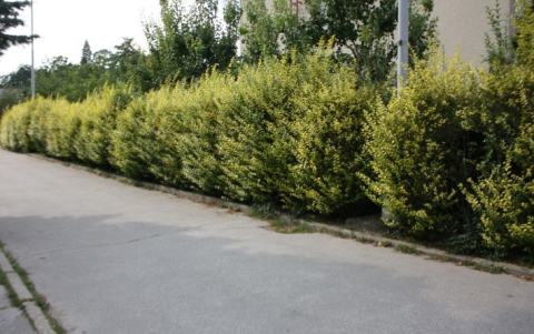 Foto van Ligustrum 'Aureum'