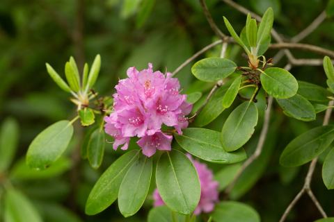 Foto van Holbladige rododendron
