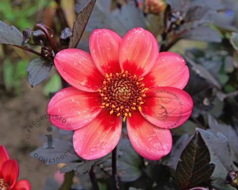 Foto van Dahlia ‘Dahlegria Tricolore’