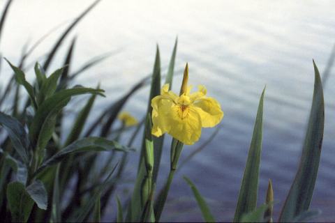 Foto van Gele lis