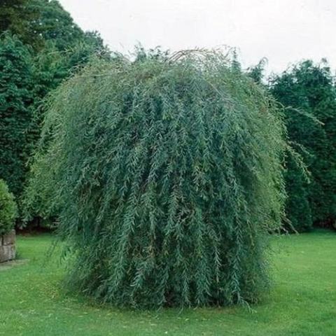 Foto van Salix 'Pendula'