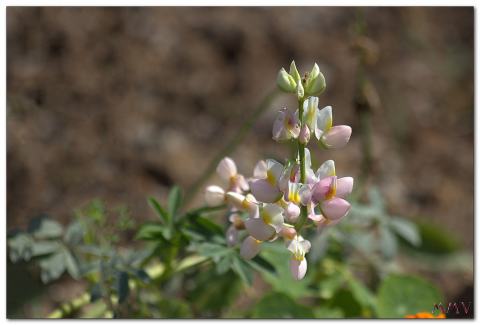 Foto van Witte lupine