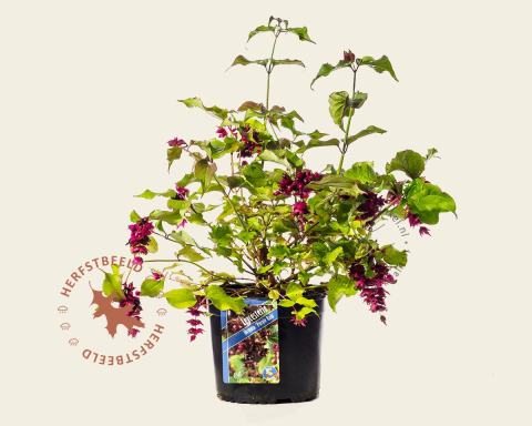 Foto van Fazantenbes ‘Purple Rain’