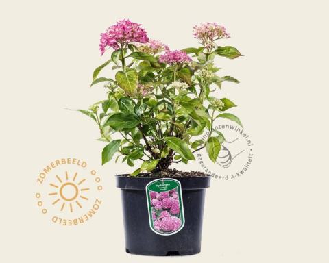 Foto van Boerenhortensia ‘Tovelit’