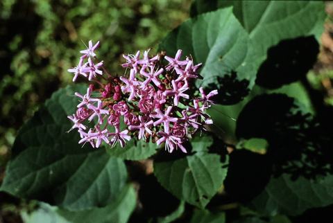 Foto van Kansenboom