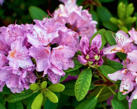Foto van Dwerg rododendron ‘Robert Seleger’