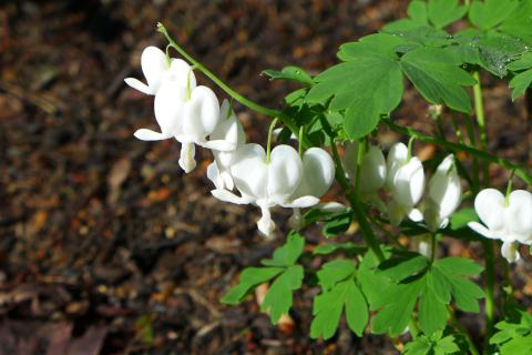 Foto van Lamprocapnos 'Alba'