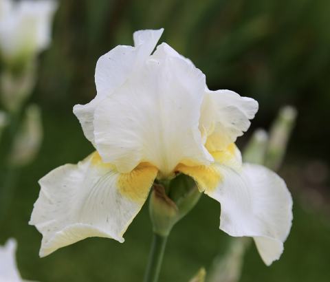 Foto van Baardiris ‘Christmas Angel’