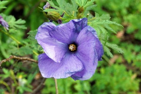 Foto van Blauwe malva