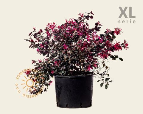 Foto van Heksenstruik ‘Black Pearl’