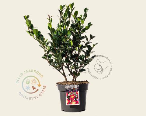 Foto van Camelia ‘Yuletide’