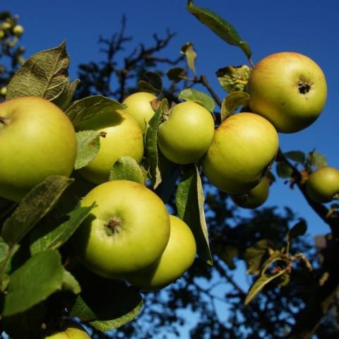 Foto van Malus 'Chehalis'