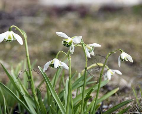 Foto van Dubbel sneeuwklokje ‘Flore Pleno’