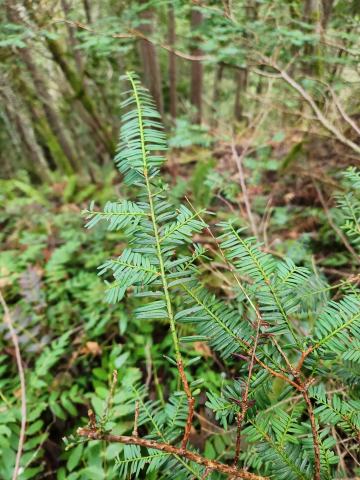 Foto van West-Amerikaanse taxus