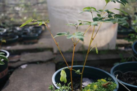 Foto van Chinees gebroken hartje