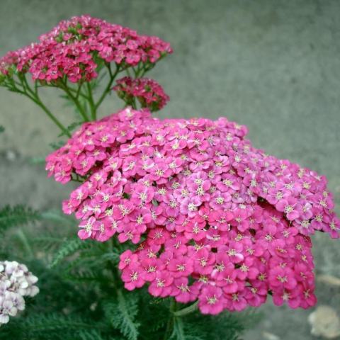 Foto van Achillea 'Saucy Seduction'