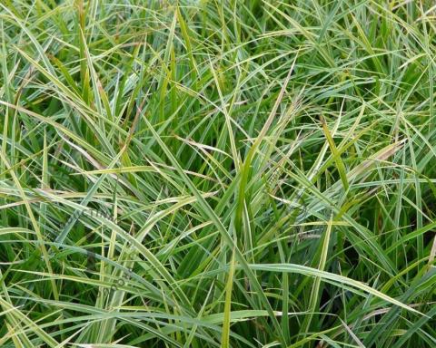 Foto van Japanse zegge ‘Variegata’