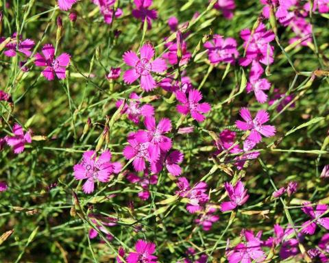 Foto van Steenanjer ‘Splendens’
