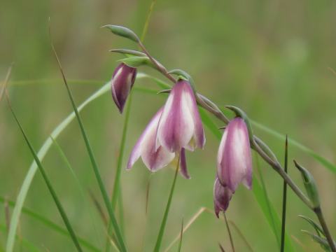 Foto van Vlindergladiool