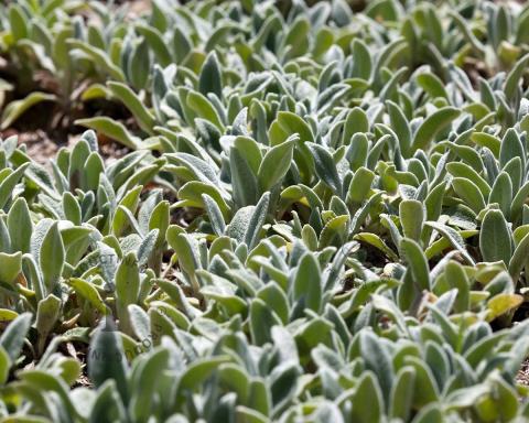 Foto van Ezelsoren ‘Silver Carpet’