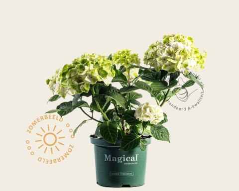 Foto van Hortensia ‘Magical Noblesse’